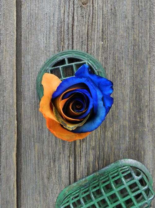 Blue & Orange  Tinted Rose